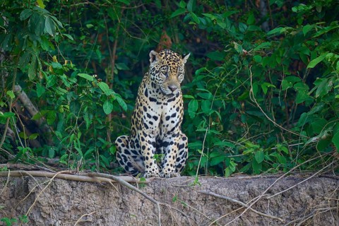 A jaguar sits vigilantly on the riverbank surrounded by dense jungle, Jaguar (Panthera onca),