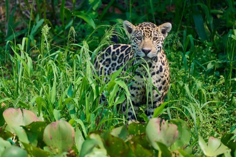 A jaguar lurks between tall green plants, perfectly integrated into its surroundings, Jaguar