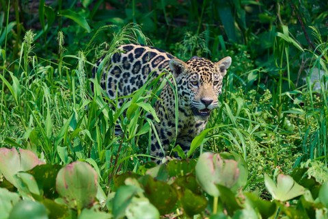 A jaguar hides in the tall, green grass, alert, as if vigilantly checking its surroundings, Jaguar