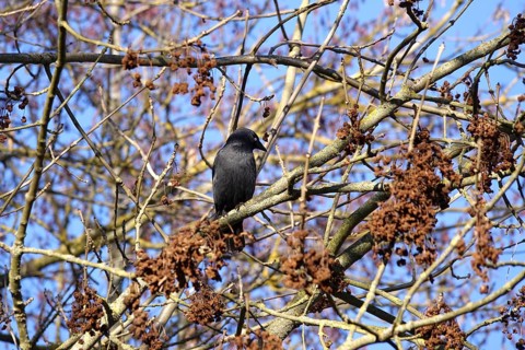 Jackdaw (Corvus monedula) on a branch, winter, blue sky, Germany