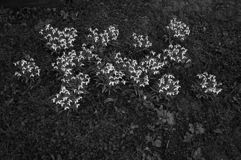 Snowdrop (Galanthus nivalis) Historic Old Cemetery, black and white, Fellbach, Baden-Württemberg,