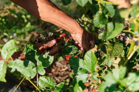 Hands carefully harvest ripe blackberries from lush green foliage in a sunlit Colombian farm A