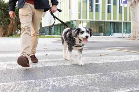 Cropped unrecognizable man crossing a city street with his leashed dog. The dog looks directly at