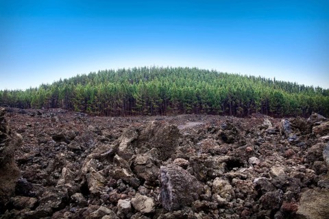 This vibrant landscape captures the contrast between a dense pine forest and the rugged volcanic