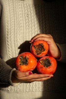 A woman hands gently cradle three ripe persimmons against a textured, cozy sweater background. The
