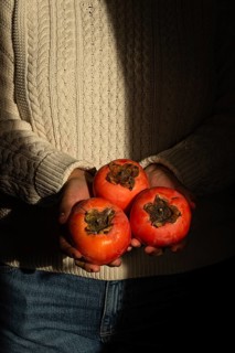 A person in a cozy knitted sweater holds three ripe persimmons close to their chest. The warm light