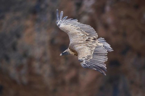 A griffon vulture soaring gracefully above rugged rocky cliffs, its expansive wings and intricate