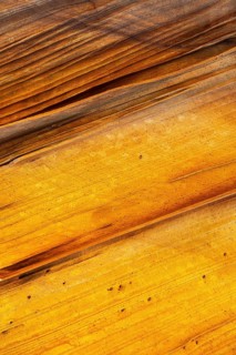 Close-up shot highlighting the natural, golden hues and striped pattern of golden desert sandstone.