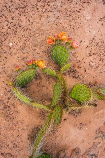 A colorful cactus blooms with vibrant orange flowers against a background of sandy soil in Coyote