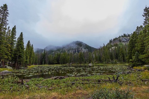 Captivating view of a serene lake dotted with lily pads, encased by a dense green forest under a
