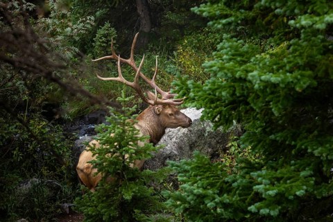 Majestic elk with impressive antlers rests by a creek, surrounded by dense foliage in the serene