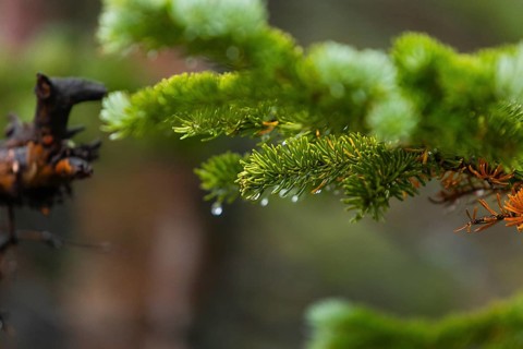 Detailed close-up shot of dew-laden evergreen branches, showcasing a mixture of vibrant green and