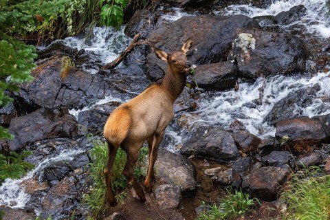 An elk stands by a rocky, rushing stream in Colorado, surrounded by lush greenery and wet stones,
