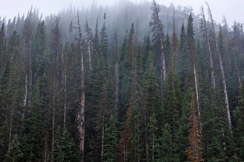 A serene view of tall conifer trees shrouded in mist at the Rocky Mountain National Park in