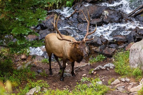 Majestic elk with large antlers stands by a rocky stream in a Colorado forest setting, showcasing