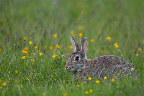 Moorland meadows offer the wild rabbit (Oryctolagus cuniculus) a rich food spectrum, Germany
