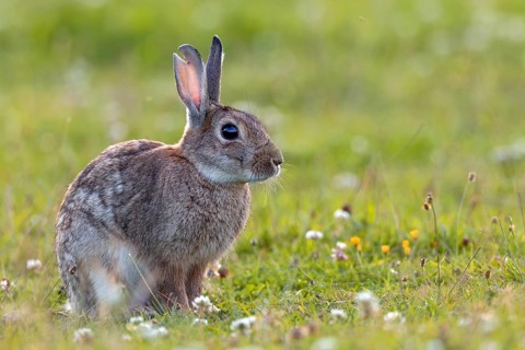 A large tear in the ear suggests that serious fights can occur between wild rabbits (Oryctolagus