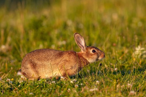 In the warm light of the evening sun, a wild rabbit (Oryctolagus cuniculus) searches for food in a