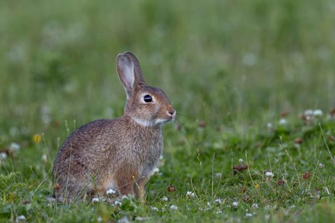 With increasing age, the young wild rabbit (Oryctolagus cuniculus) becomes more and more