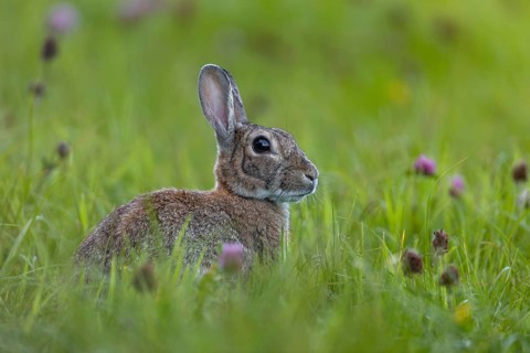 A few minutes ago, the wild rabbit (Oryctolagus cuniculus) left the safe cover of a hedge, Germany