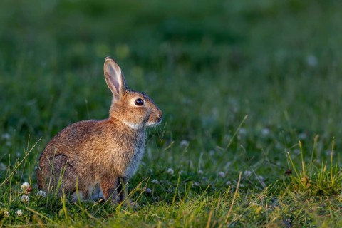 The young wild rabbit (Oryctolagus cuniculus) can still enjoy the warming sun, but in a few minutes