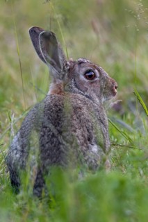 A strong wild rabbit buck (Oryctolagus cuniculus) in a meadow with fresh wild herbs, Germany