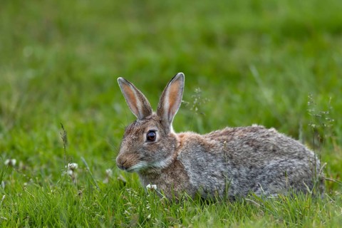 With such a rich food supply, the wild rabbit (Oryctolagus cuniculus) selectively eats different