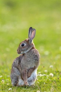 A wild rabbit (Oryctolagus cuniculus) grooming its fur, Germany