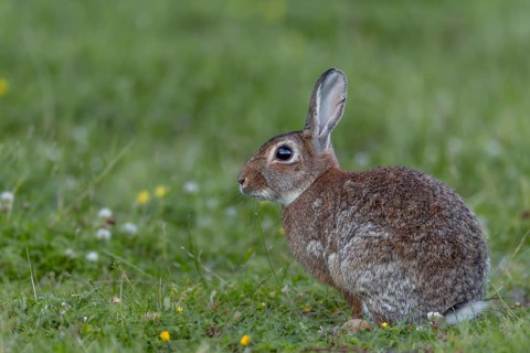 Vigilance is life insurance for wild rabbits (Oryctolagus cuniculus) because they have many