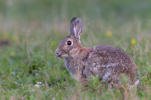 At dusk, the older wild rabbits (Oryctolagus cuniculus) come to the grazing areas, Germany