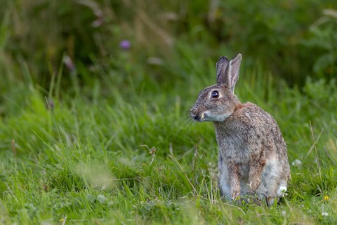 The wild rabbit (Oryctolagus cuniculus) seems to be particularly fond of this one blade of grass,