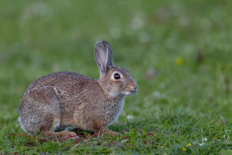 In the evening, the wild rabbits (Oryctolagus cuniculus) become active and appear in search of food