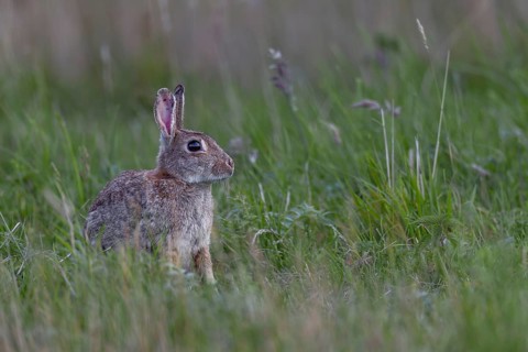 The spoons of older wild rabbits (Oryctolagus cuniculus) in particular often show their age,