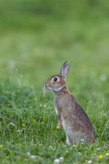 The young wild rabbit (Oryctolagus cuniculus) has stood upright to get a better overview, young