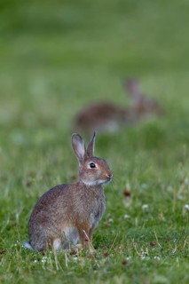 While the young wild rabbit (Oryctolagus cuniculus) secures itself, others can devote themselves to