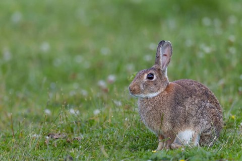 An adult wild rabbit (Oryctolagus cuniculus) in the early evening in a meadow with an injury in the
