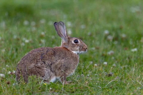 An adult wild rabbit (Oryctolagus cuniculus) in a meadow in the early evening, Germany