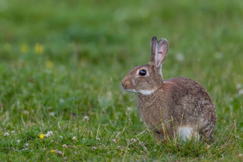 This wild rabbit (Oryctolagus cuniculus) buck has a well-healed ear injury, Germany