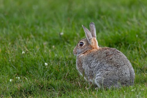 After grooming, the wild rabbit (Oryctolagus cuniculus) sits relaxed but always alert in the