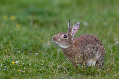 A wild rabbit (Oryctolagus cuniculus) buck marks its territory with the submandibular gland located
