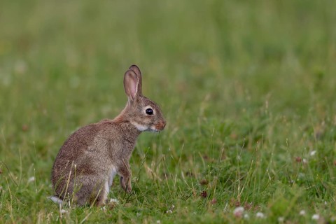 Wild rabbits (Oryctolagus cuniculus) Young animals forage independently a few weeks after birth,