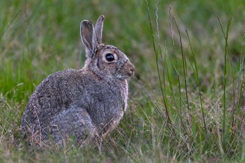 In the evening, an adult wild rabbit (Oryctolagus cuniculus) appears on the moor meadow, Germany