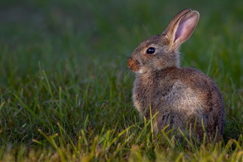 The young wild rabbit (Oryctolagus cuniculus) can still enjoy the warming sun, but in a few minutes
