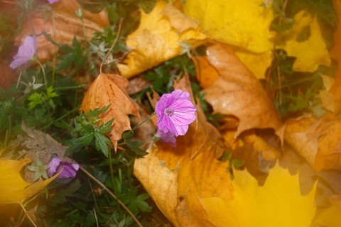 Flowering cranesbill (Geranium), in autumn foliage, North Rhine-Westphalia, Germany