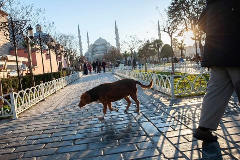 Istanbul, Turkey – February 03, 2016 The fat and lazy Street Dogs of Istanbul, Turkey