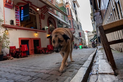 Istanbul, Turkey. February 3rd 2016 One of the thousands of Istanbul stray dogs prowling a side