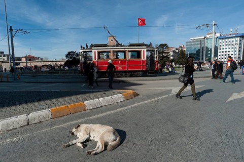 Istanbul, Turkey. February 3rd 2016 A lazy Istanbul street dog sleeping in the road at Taksim