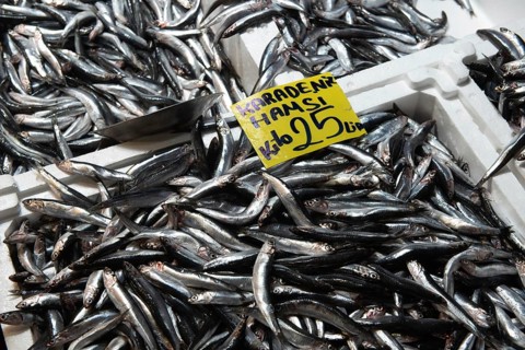Istanbul, Turkey. November 28th 2020 Black Sea Hamsi fish for sale in the Karakoy Fish Market,