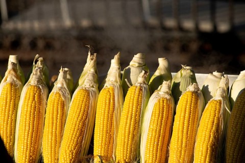 Istanbul, Turkey. November 28th 2020 Turkish Misir, Sweet corn on the cob for sale at a street
