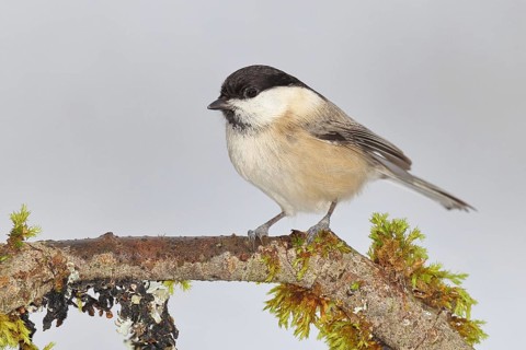 Willow Tit (Parus montanus), Willow Tit (Parus montanus) sitting on a branch overgrown with moss,